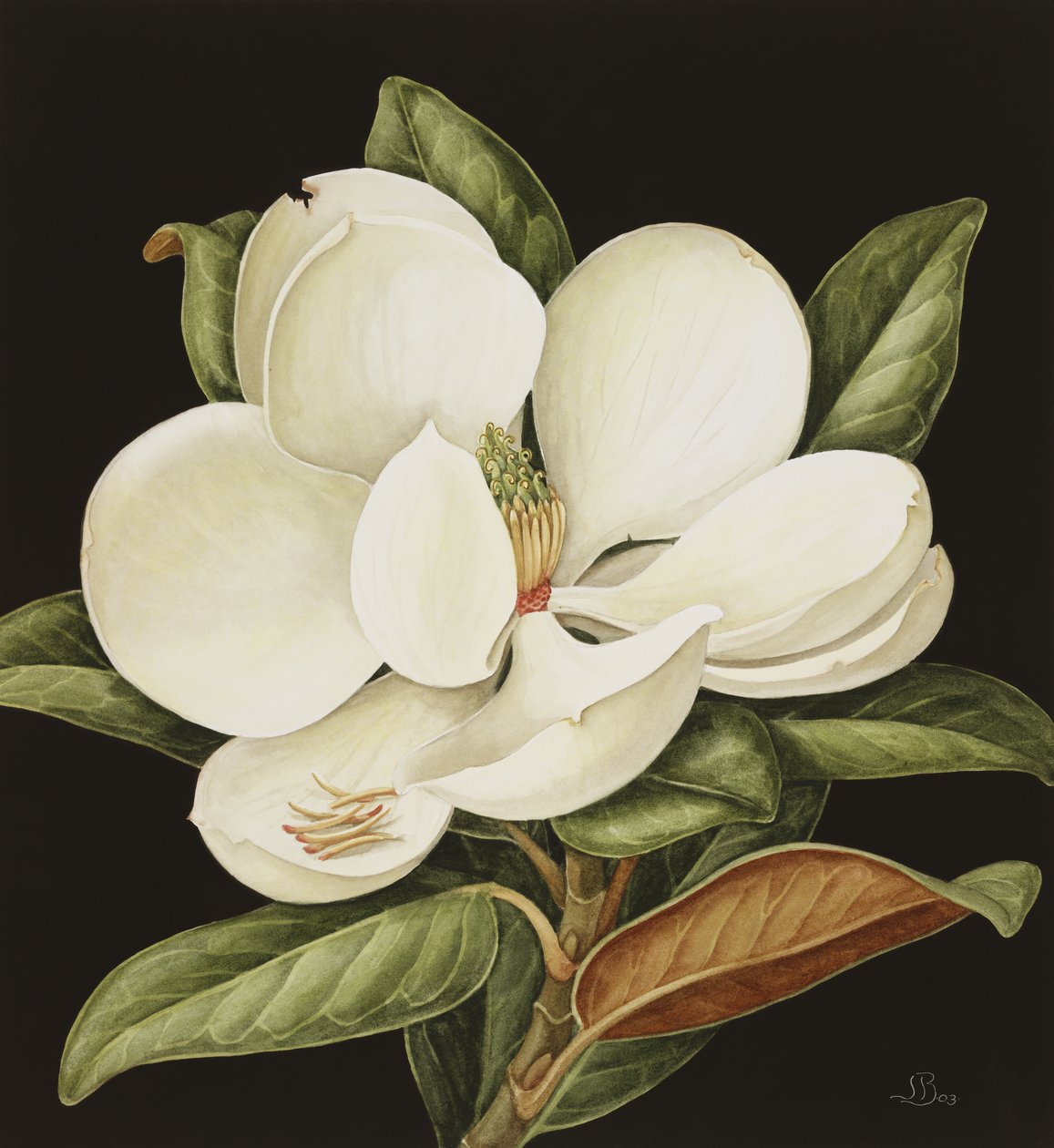 Magnolia Grandiflora, 2003 von Jenny Barron