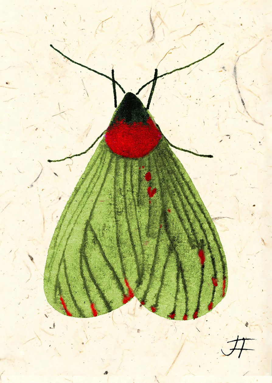 Fliegenmotte, 2024 von Jenny Frean
