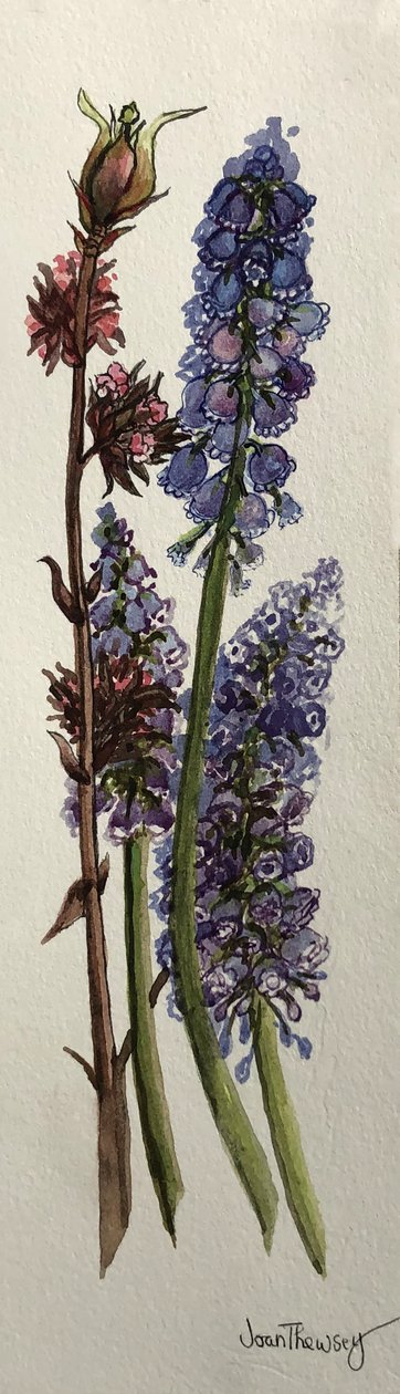 Muscari und Viburnum bodnantense von Joan Thewsey