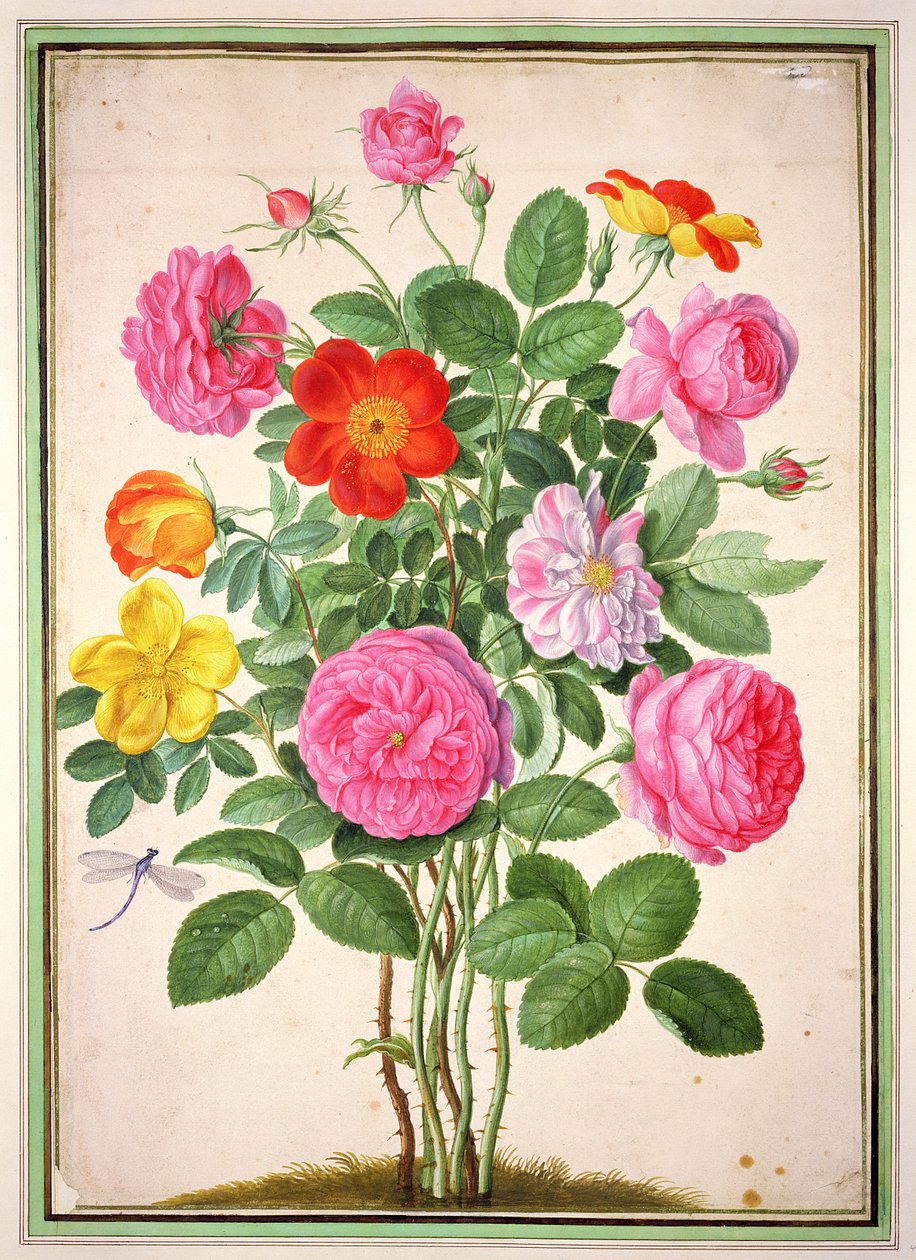 Rosen, Tafel 4 aus dem Nassau Florilegium