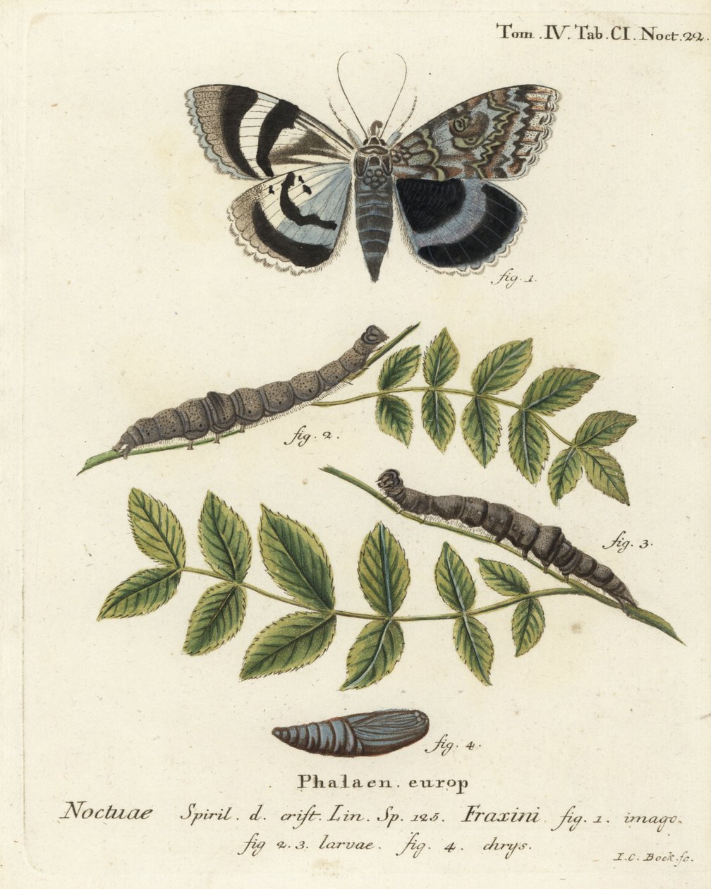 Blauer Unterflügel oder Clifden Nonpareil, Catocala fraxini. Handkolorierter Kupferstich von Johann Carl Bock nach Eugenius Johann Christoph Espers Die Schmetterlinge in Abbildungen nach der Natur, Erlangen von Johann Carl Bock