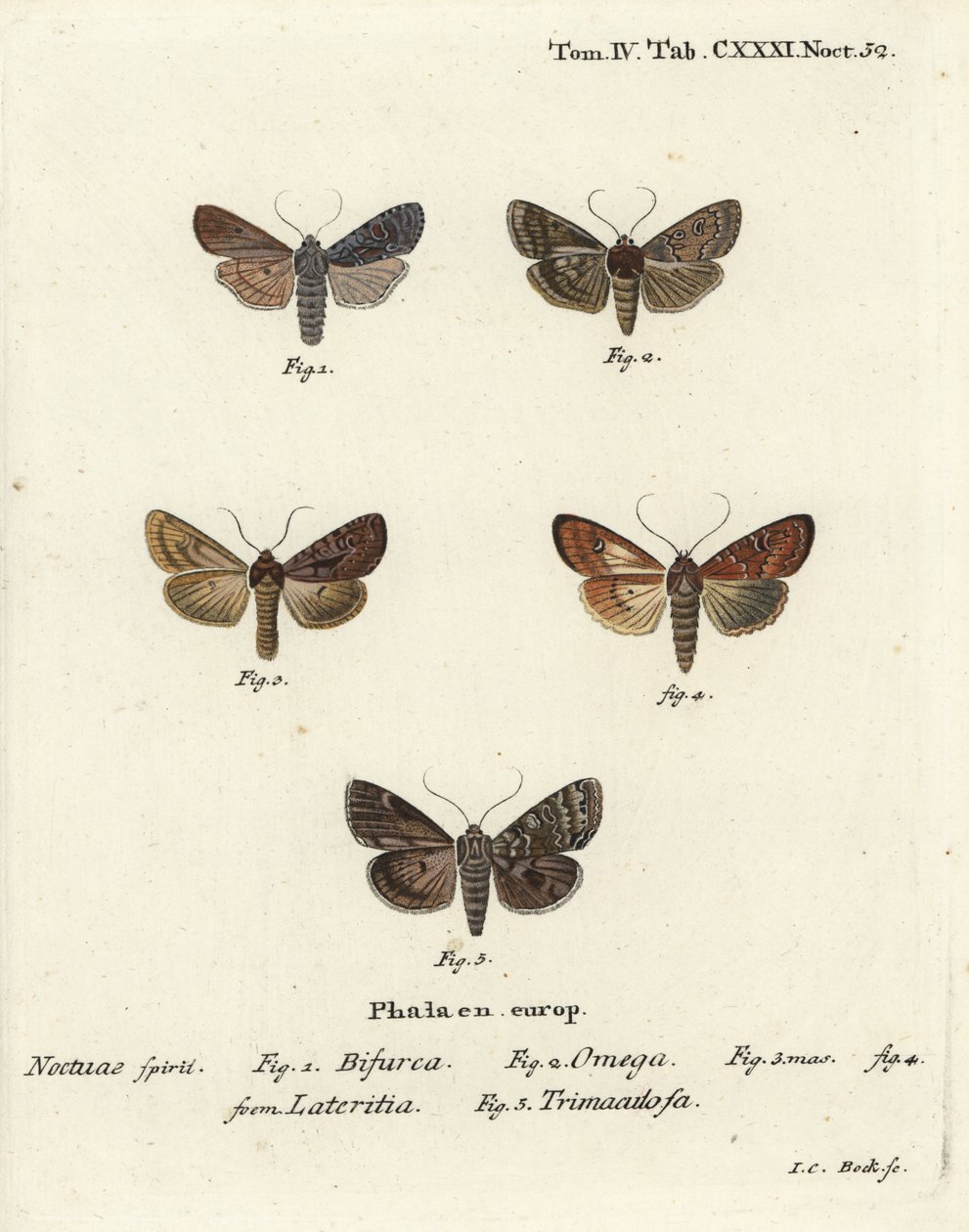 Konformist, Lithophane furcifera 1, Doppelstrich, Graphiphora augur 2, seltene Bräune, Apamea lateritia 3,4, und Silberbögen, Polia hepatica 5 von Johann Carl Bock