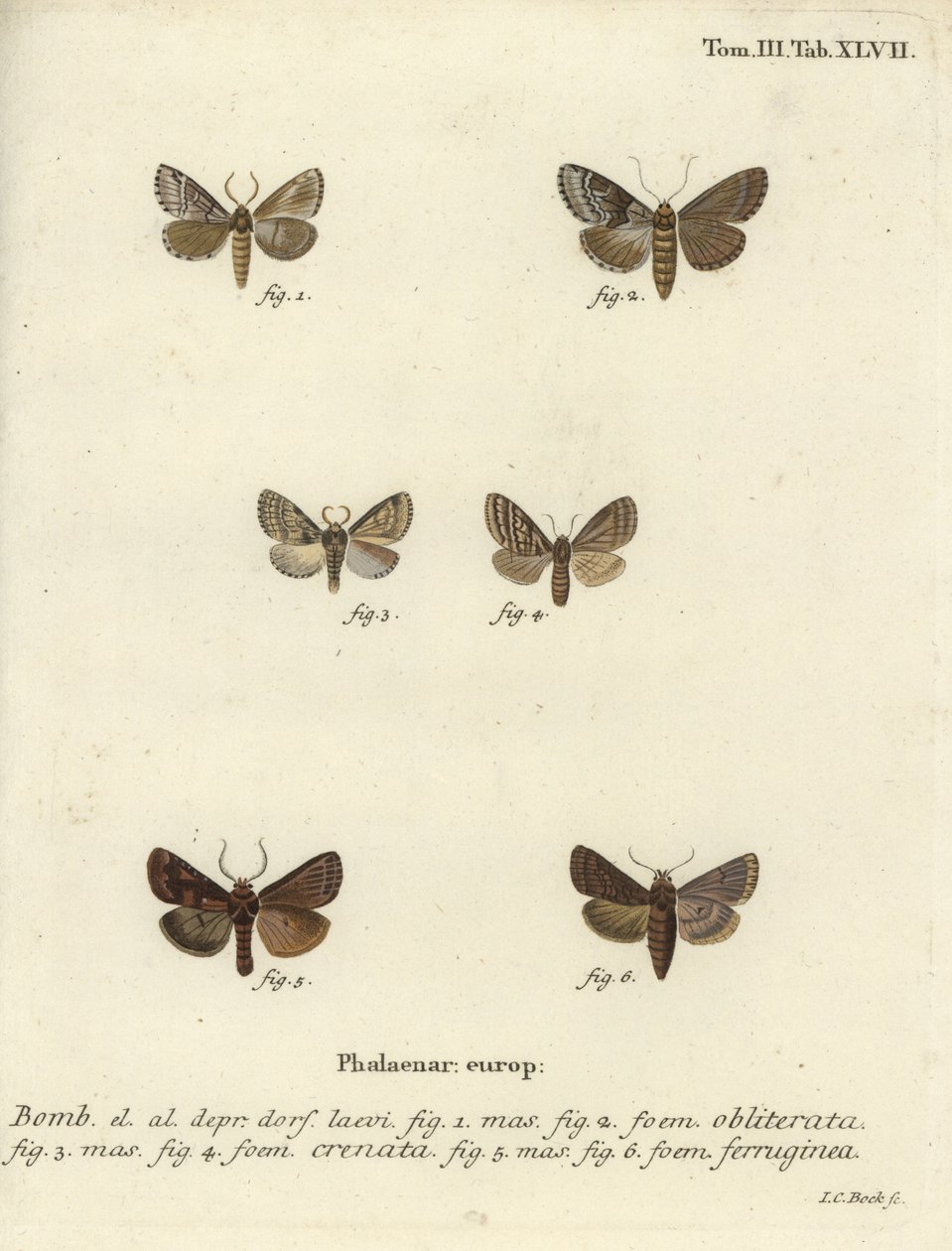 Düsteres Gehäuse, düster marmoriertes Braun und brauner Rustik. von Johann Carl Bock
