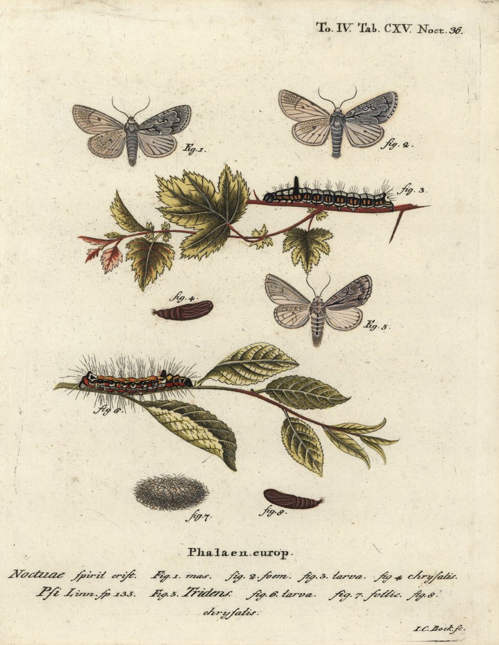 Grauer Dolch, Acronicta psi 1-4, und Dunkler Dolch, Acronicta tridens 5-8. Handkolorierter Kupferstich von Johann Carl Bock nach Eugenius Johann Christoph Espers Die Schmetterlinge in Abbildungen nach der Natur, Erlangen von Johann Carl Bock