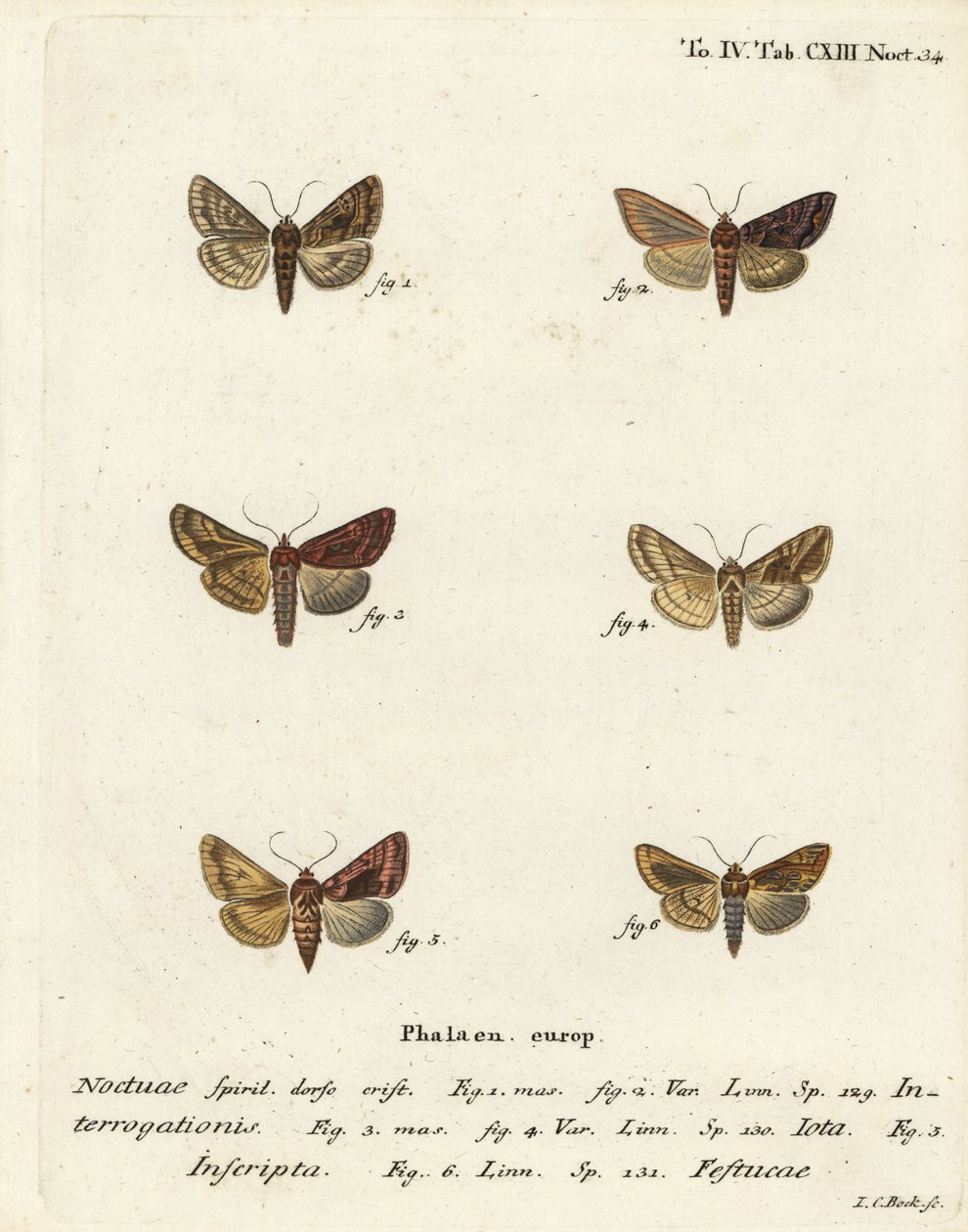 Seltene Silber-Y, Syngrapha Interrogationis, Einfache Gold-Y, Autographa Jota, Goldfleck, Plusia Festucae von Johann Carl Bock