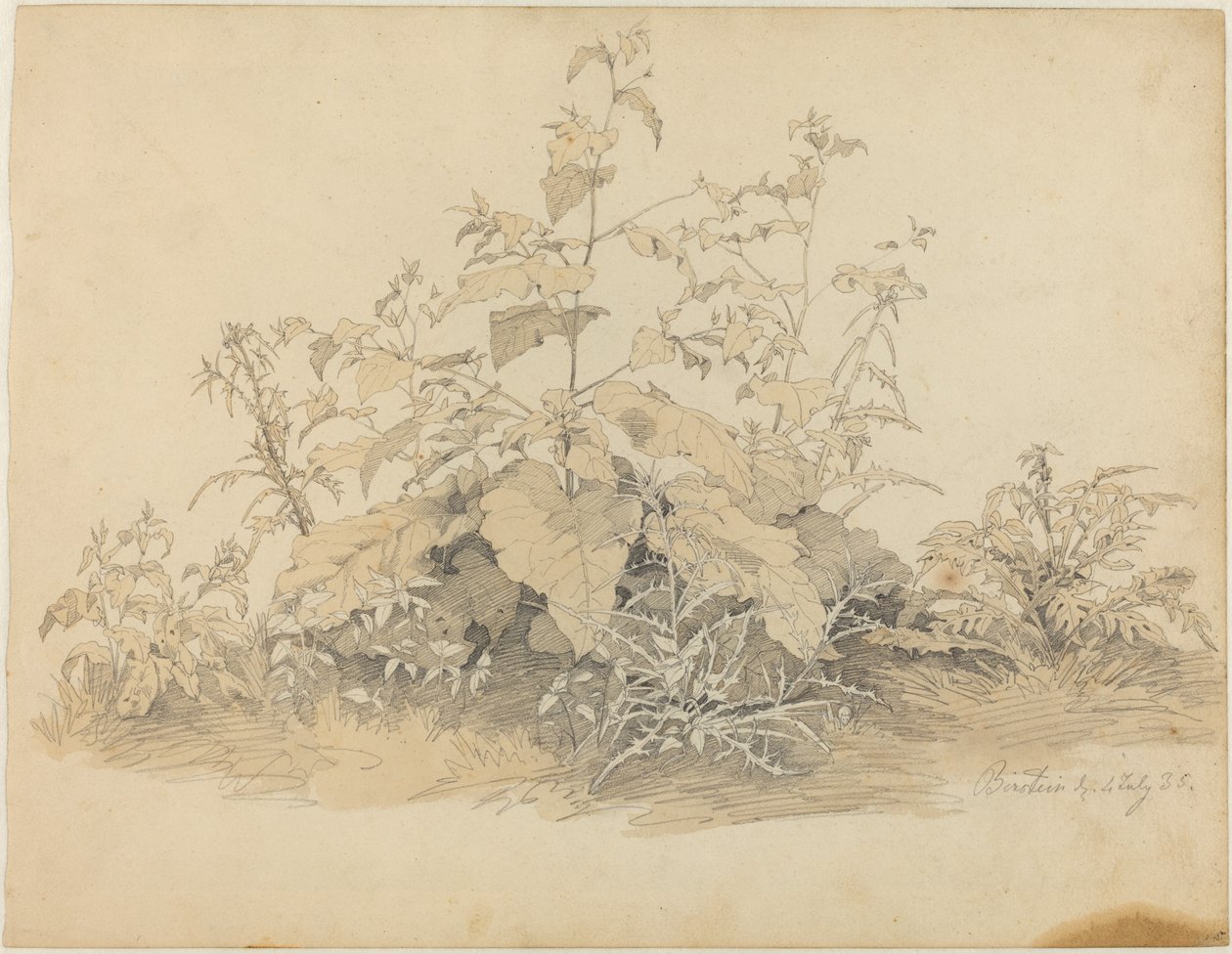 Wildpflanzen bei Birstein von Johann Christian Heerdt