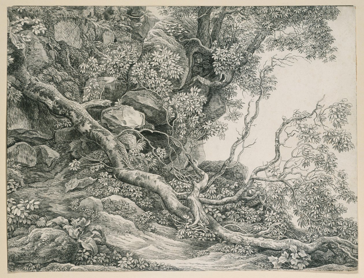 Bäume an einem Felsabhang von Johann Christian Reinhart