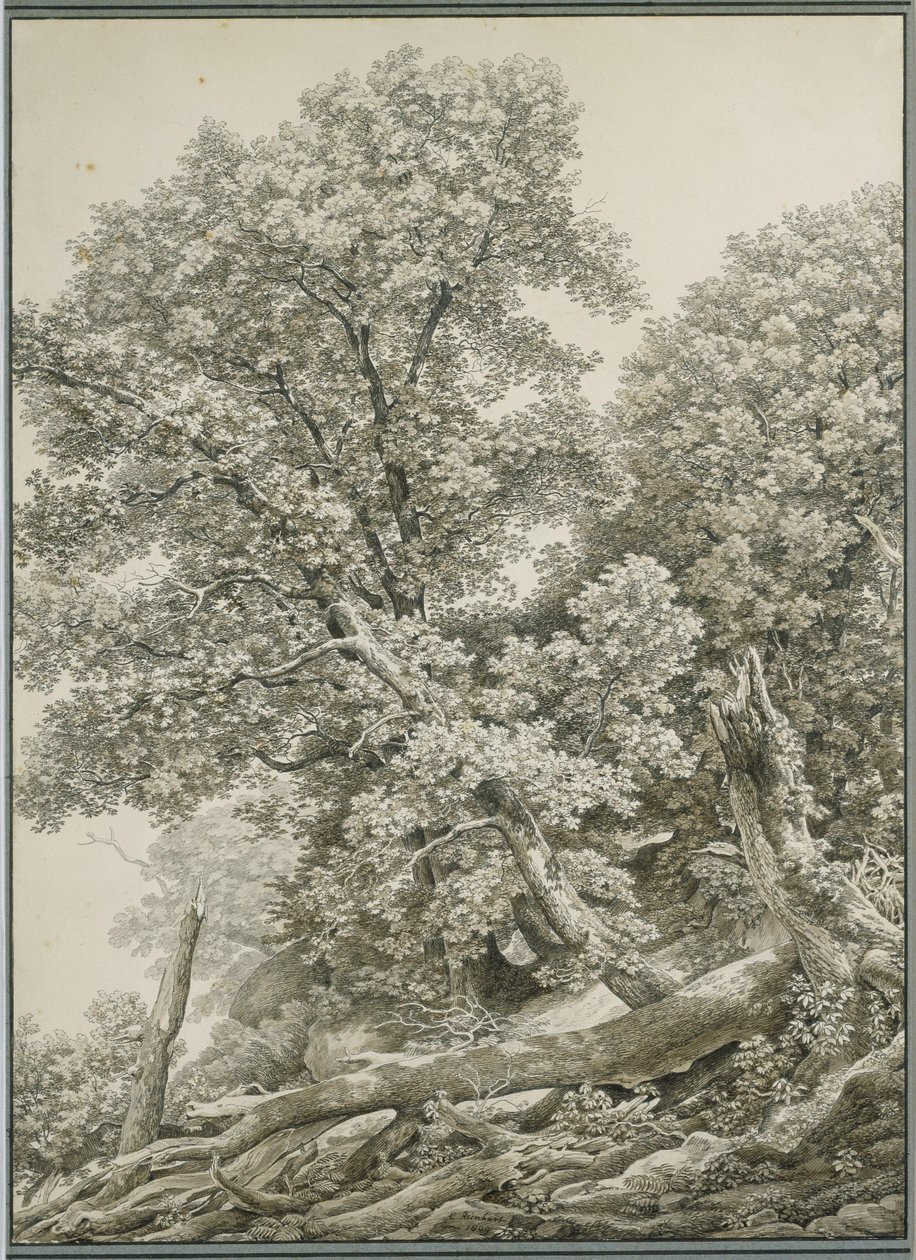 Große Baumstudie von Johann Christian Reinhart