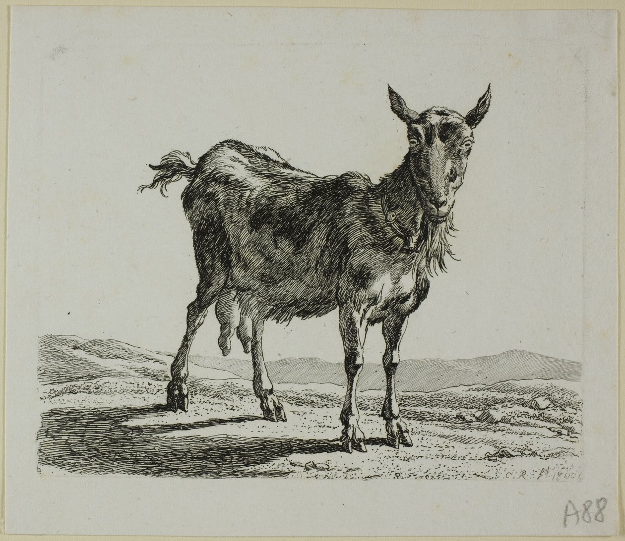 Stehende Ziege, aus Die Zweite Thierfolge von Johann Christian Reinhart
