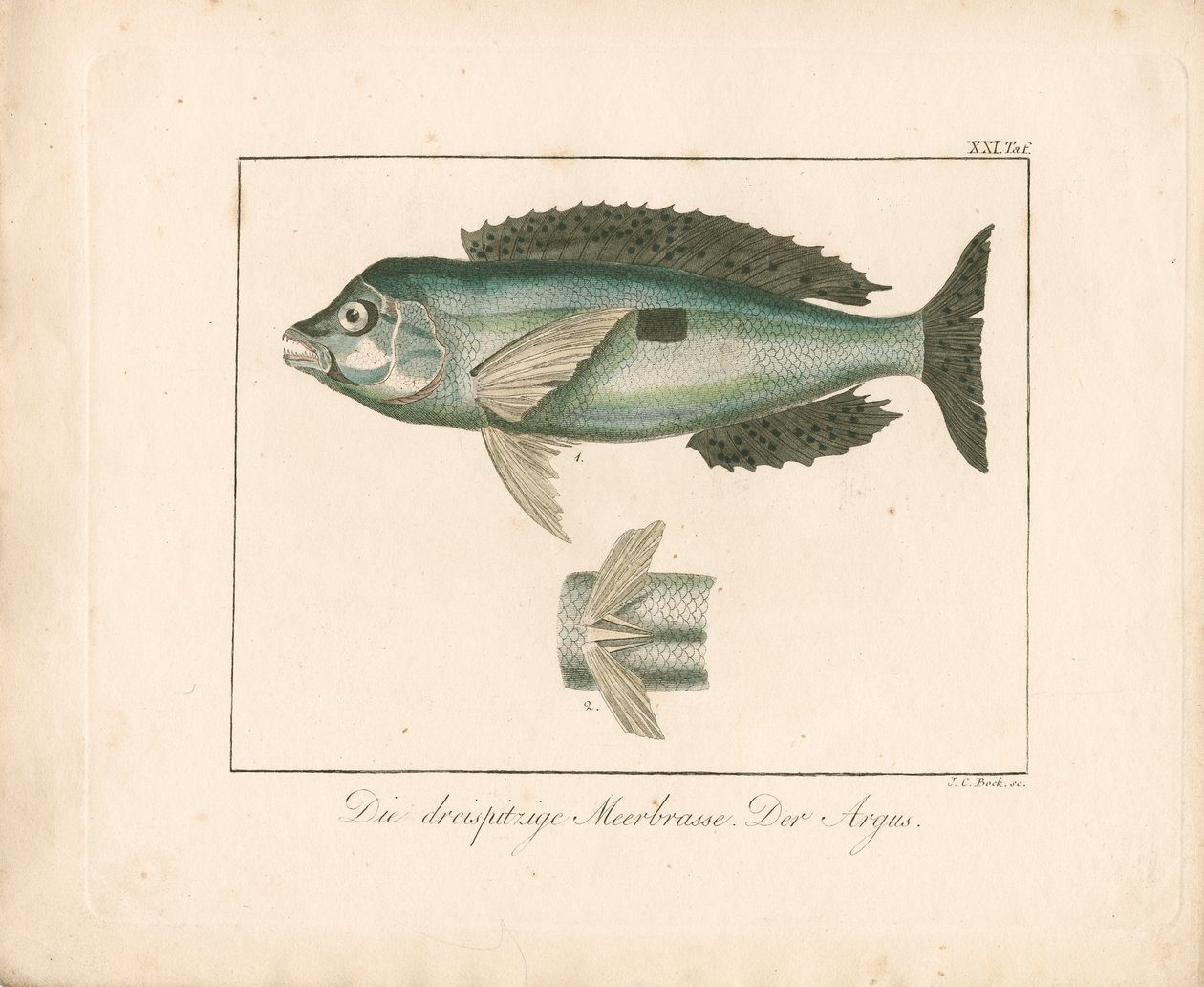 Gefleckter Fingerfisch. Der Argus von Johann Christoph Bock