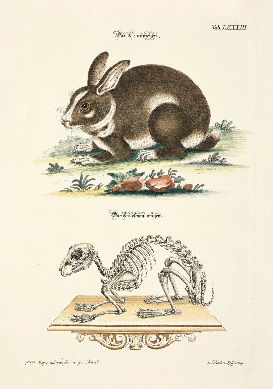 Kaninchen und sein Skelett von Johann Daniel Meyer