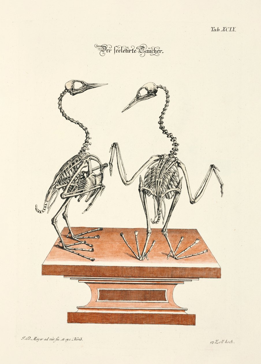 Skelett des Tauchers von Johann Daniel Meyer