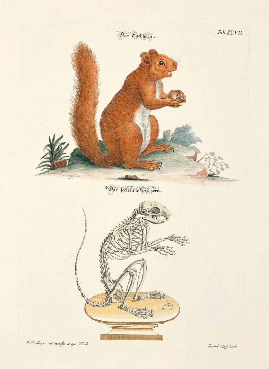 Eichhörnchen und sein Skelett von Johann Daniel Meyer