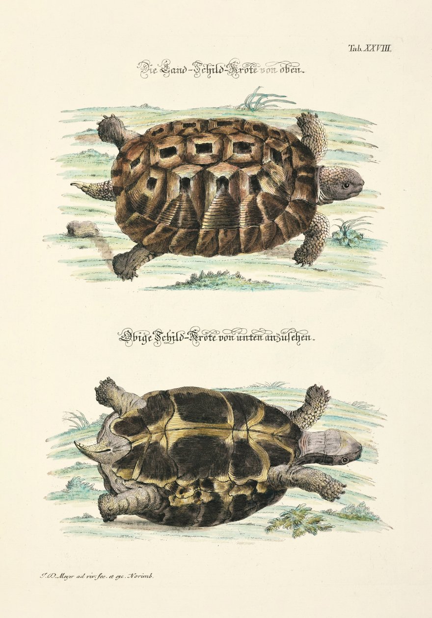 Die Landschildkröte von oben und unten von Johann Daniel Meyer