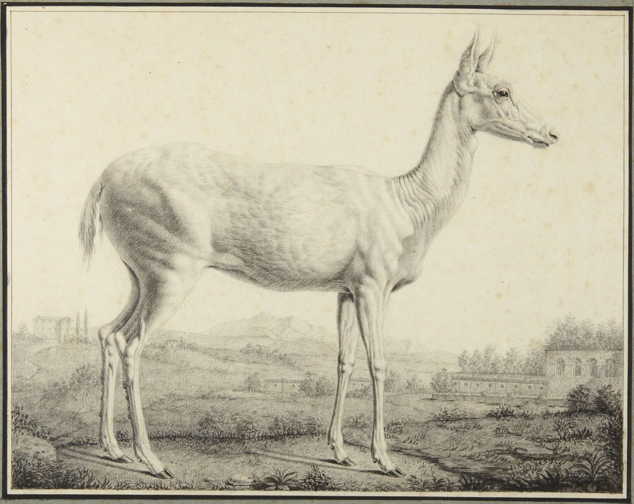 Hirsch von Johann Elias Ridinger