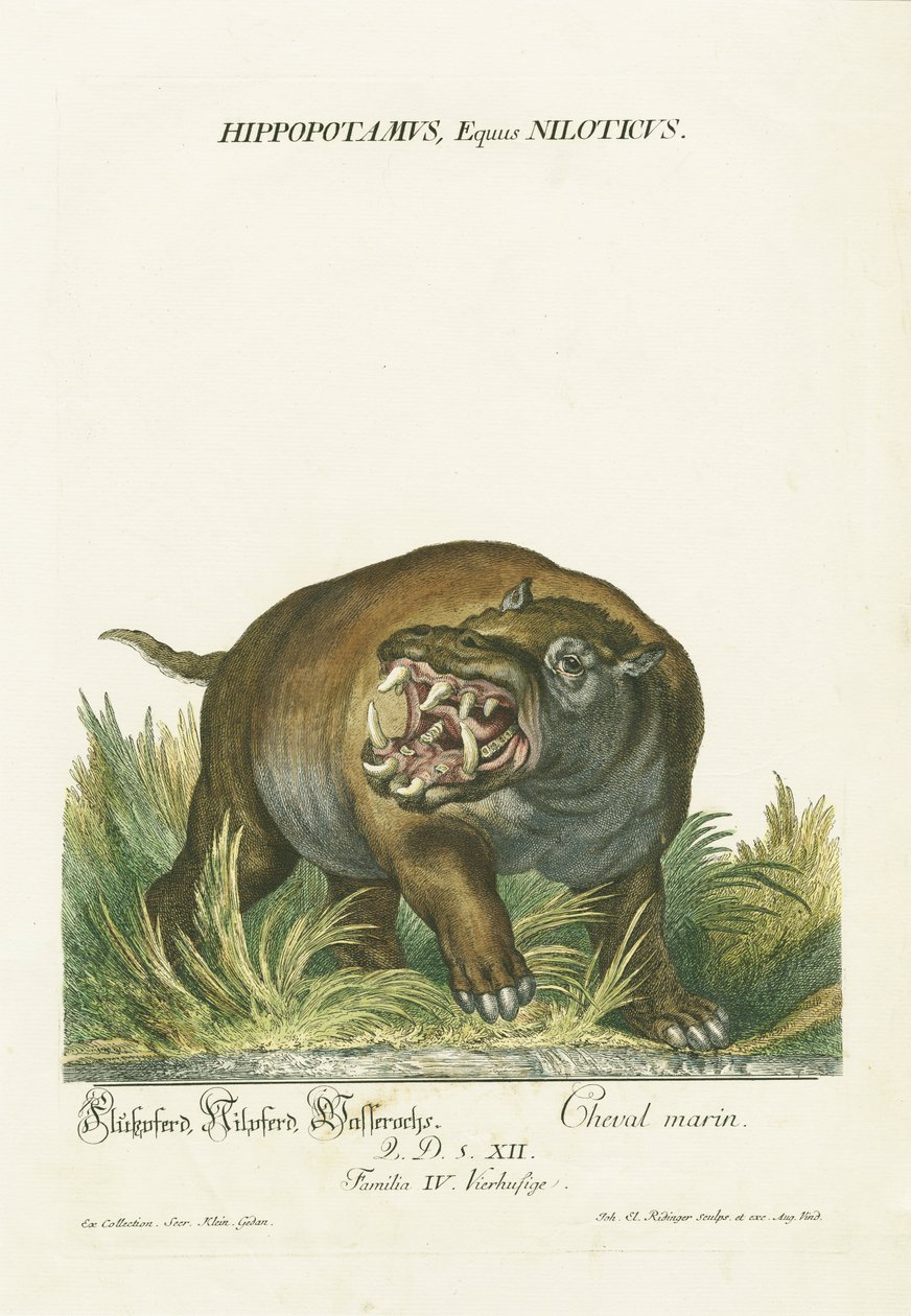 Nilpferd mit offenem Maul von Johann Elias Ridinger
