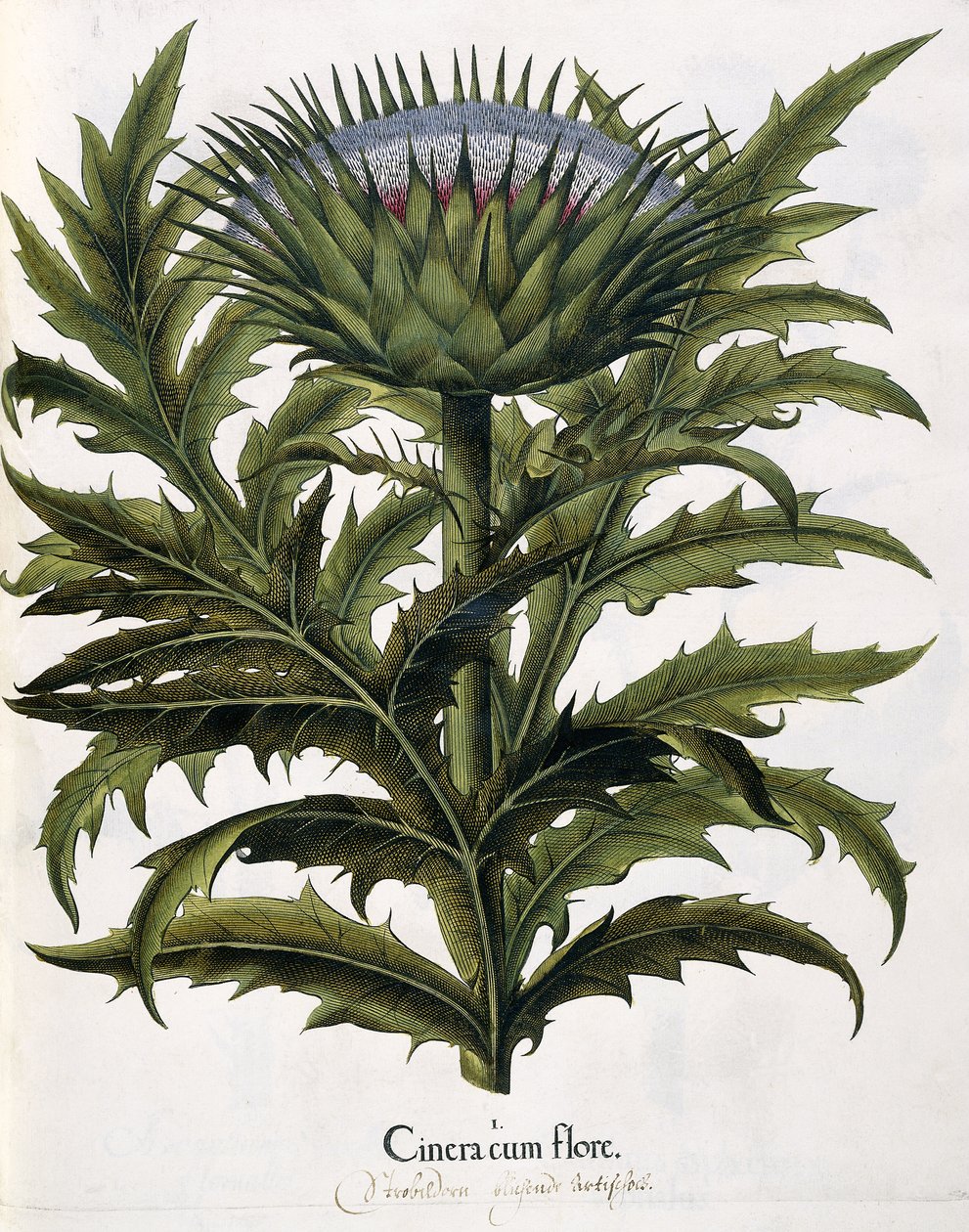 Cinera Cum Flore, 1613 von Johann Georg Ziesenis