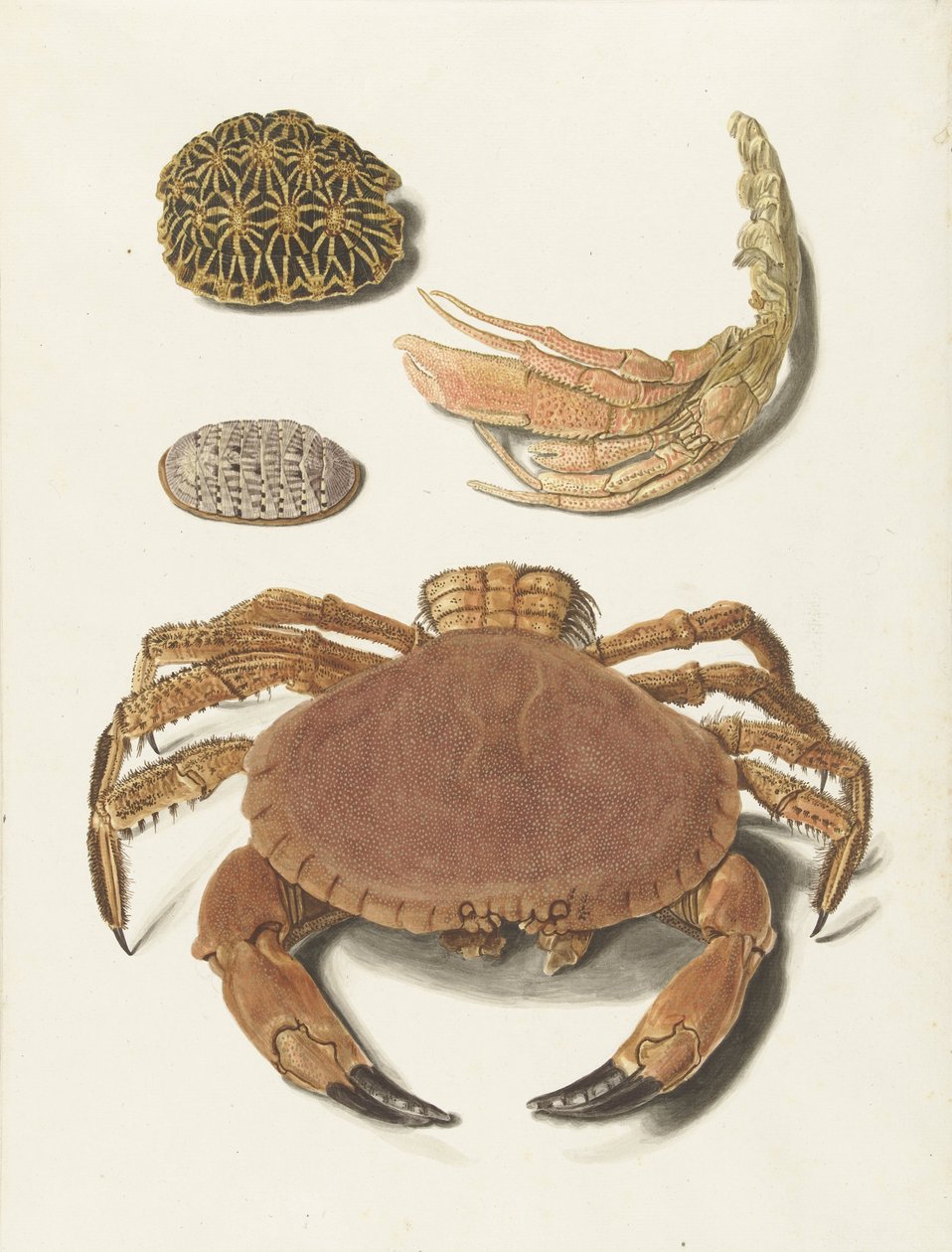 Eine Krabbe, eine Schere einer Krabbe und zwei Schildkrötenschilde von Johann Gustav Hoch