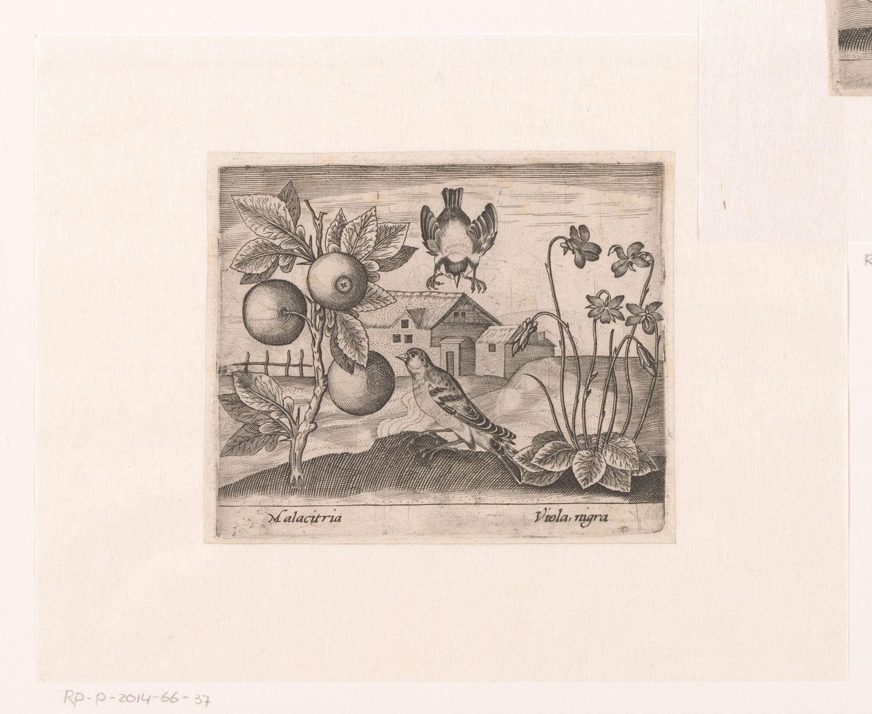 Serie von Drucken mit Blumen und Tieren in einer Landschaft von Johann Hogenberg