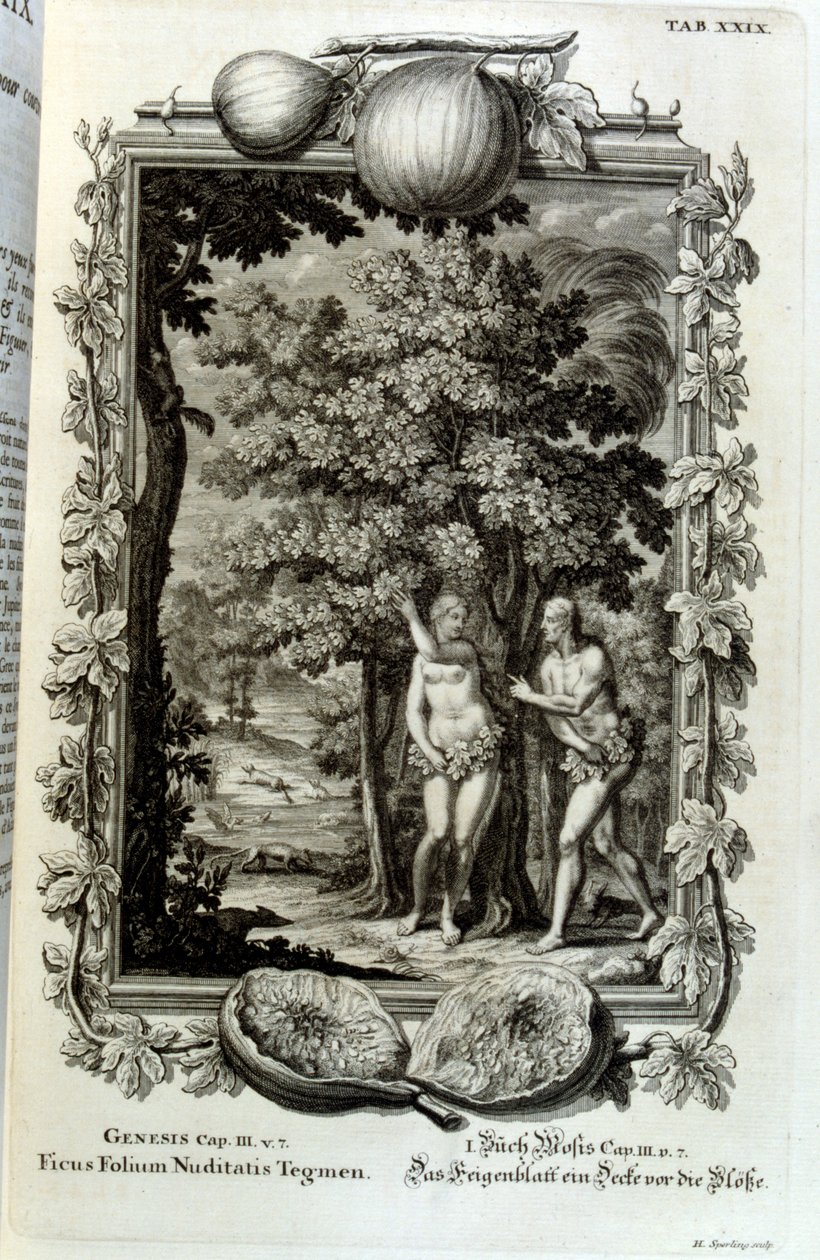 Kupferstich aus 