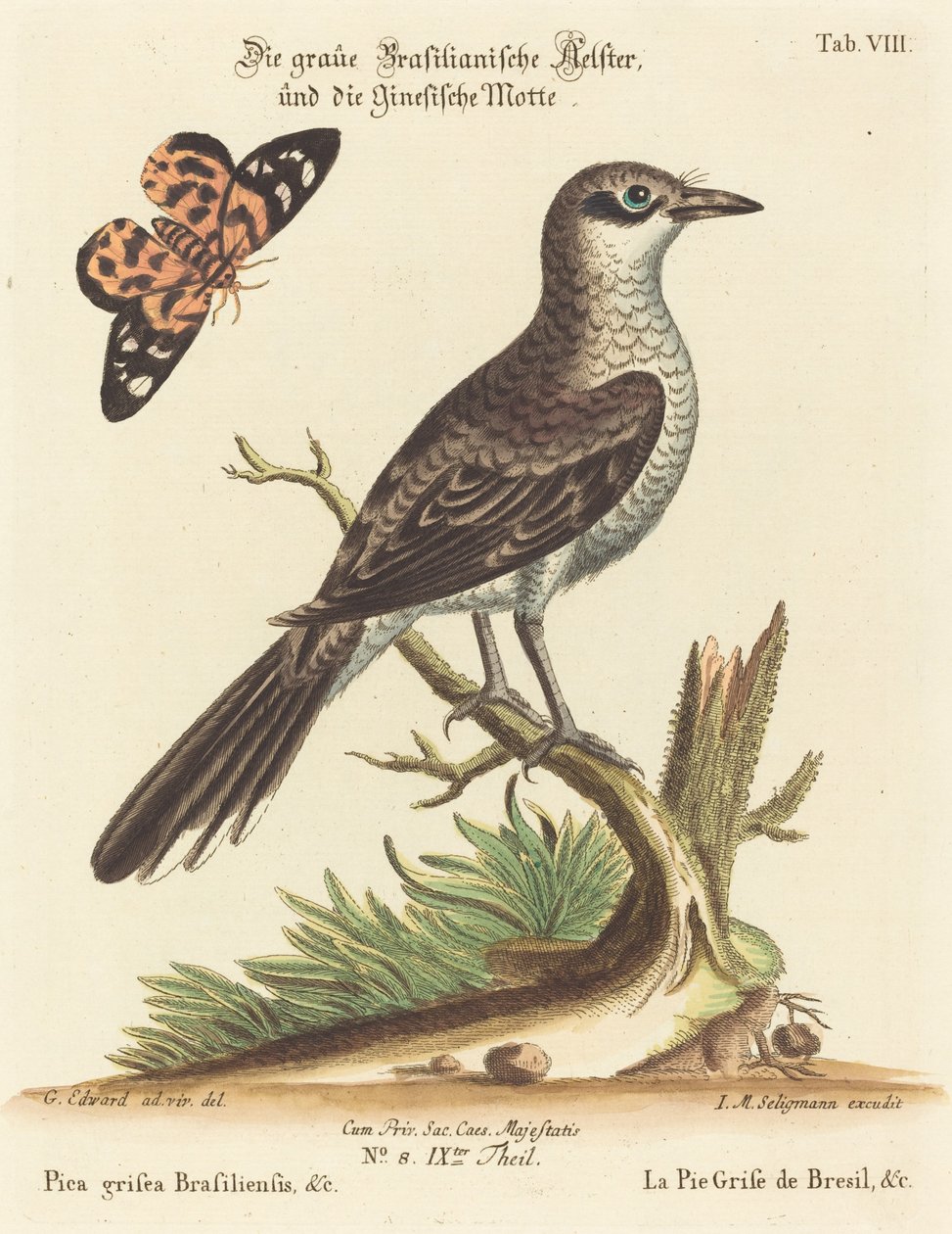 Pica grisea Brasiliensis von Johann Michael Seligmann after George Edwards