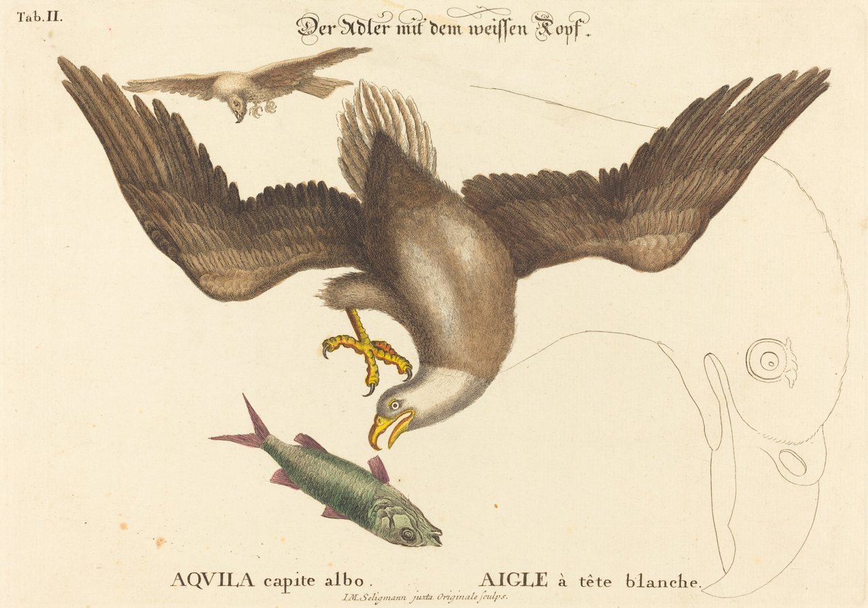 Der Weißkopfseeadler (Falco leucocephalus) von Johann Michael Seligmann after Mark Catesby