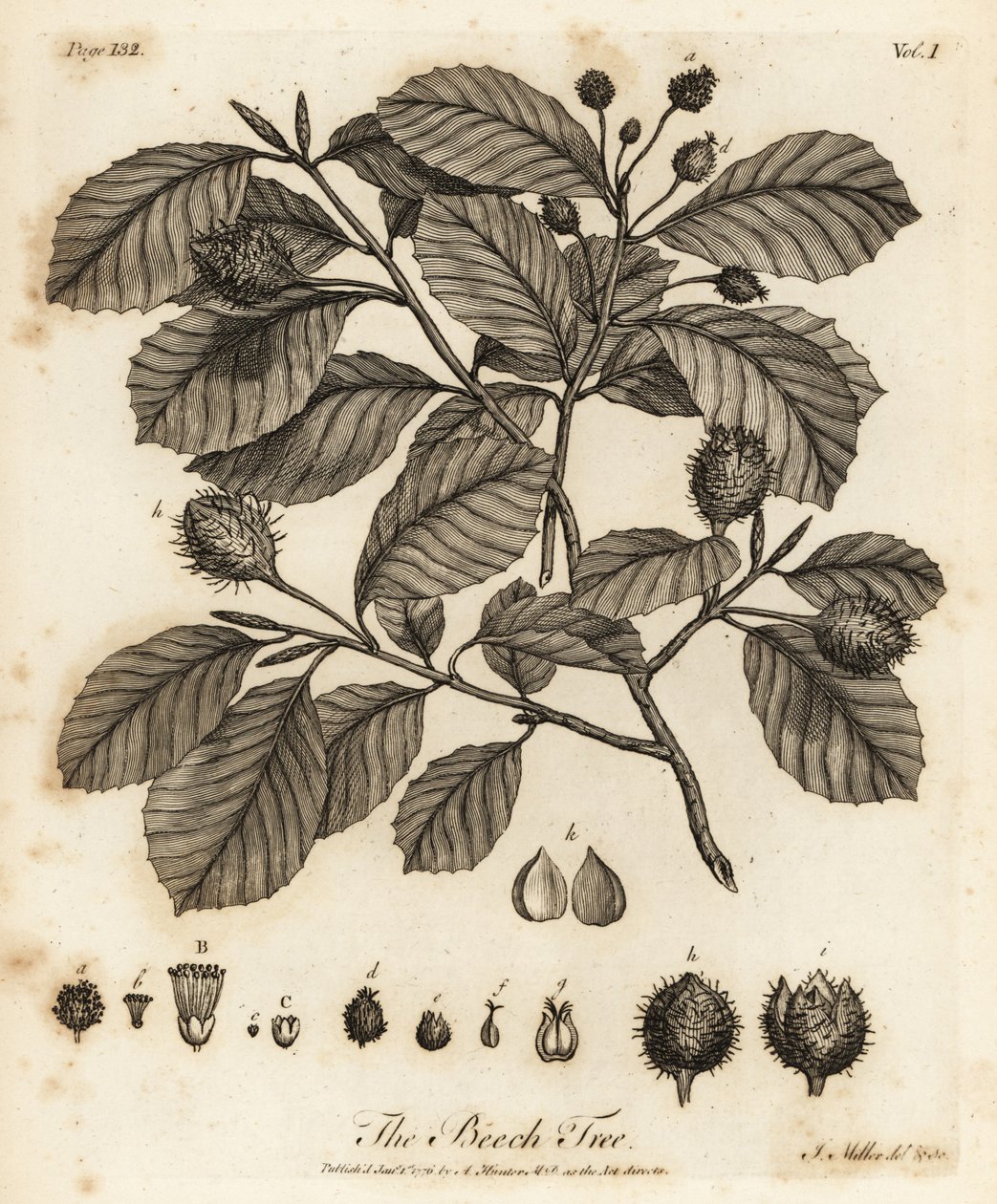 Rotbuche oder Gemeine Buche, Fagus sylvatica von Johann Sebastien Muller