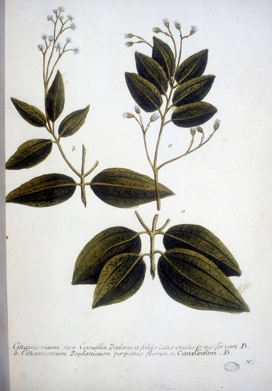 Cinnamomum Zeylanicum (Ceylon-Zimt) - Gravur aus dem Herbarium von J.W. Weinmann, 1737. von Johann Wilhelm Weinman