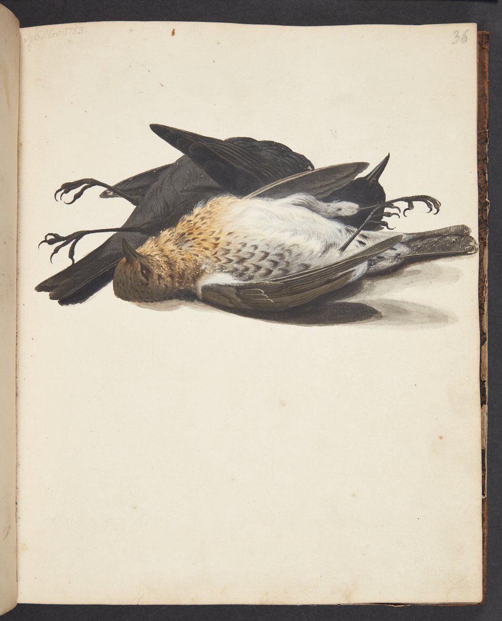 Studie von zwei toten Amseln, Männchen und Weibchen, liegend von Johanna Fosie