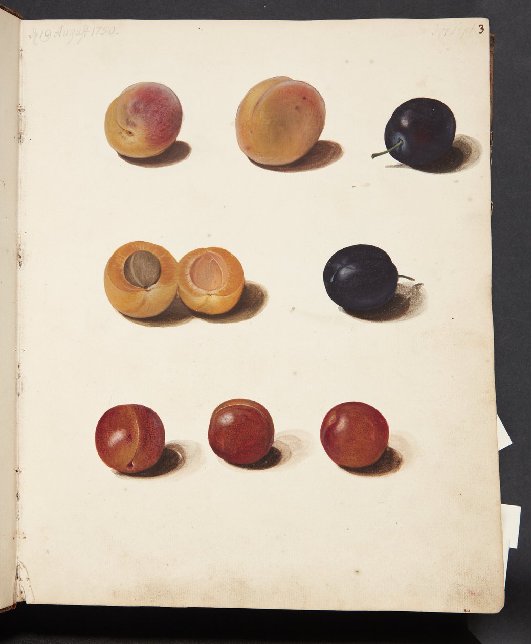 Studien von Pflaumen von Johanna Fosie
