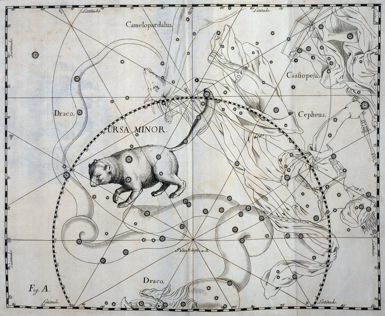 Kleiner Bär, boreale Konstellation des Kleinen Bären, Gravur aus dem Himmelsatlas Firmamentum Sobiescianum sive Uronographia von Johannes Hevelius