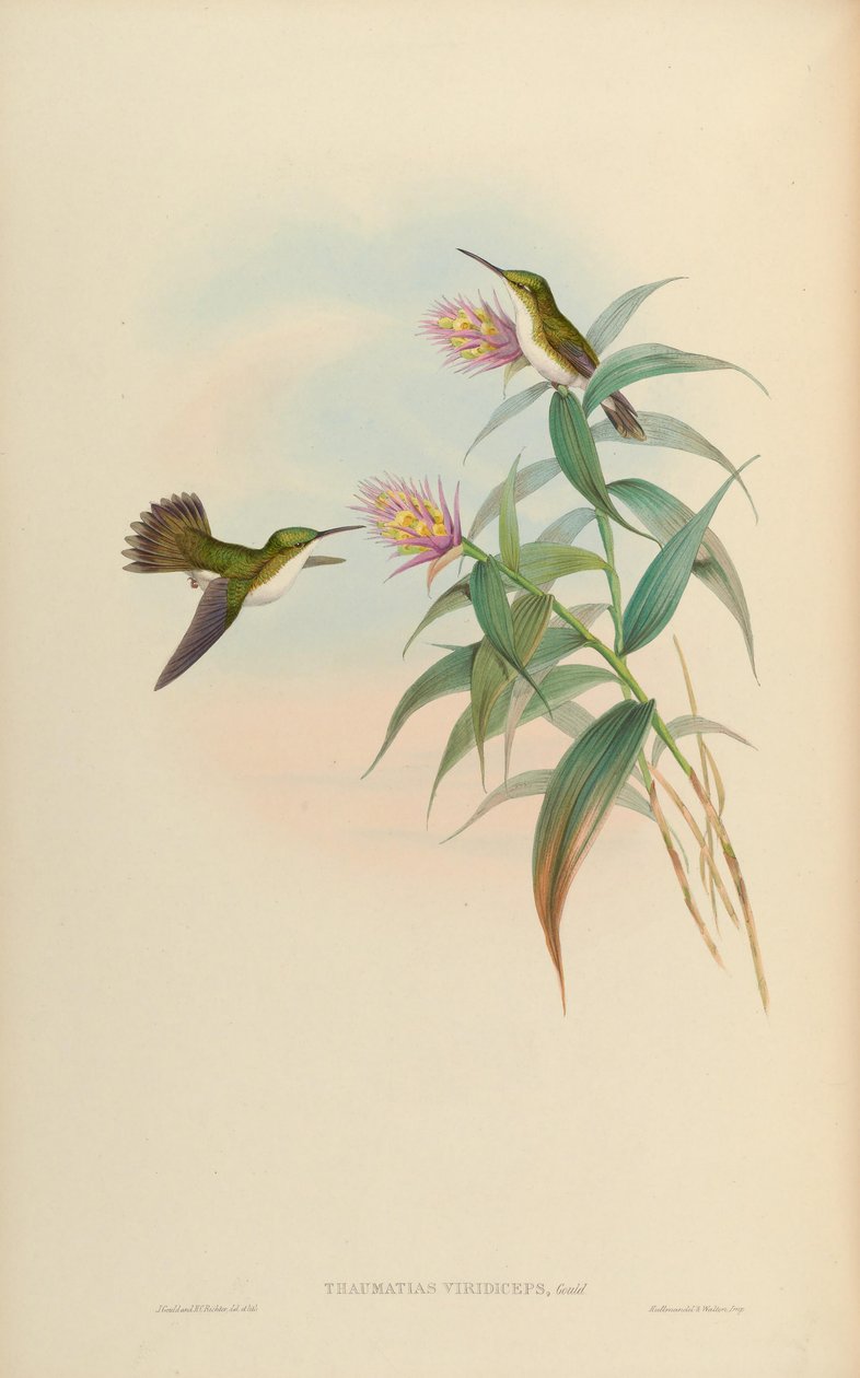 Amazilia leucogaster = Amazilia franciae viridiceps von John Gould