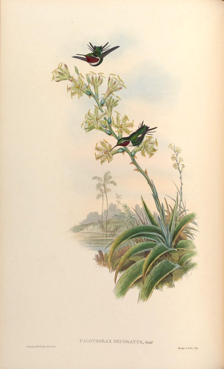 Calothorax decoratus = Chaetocercus mulsant x Ch. heliodor von John Gould