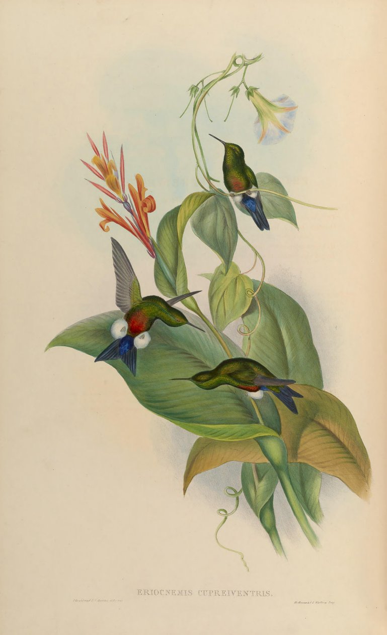 Eriocnemis cupreoventris von John Gould