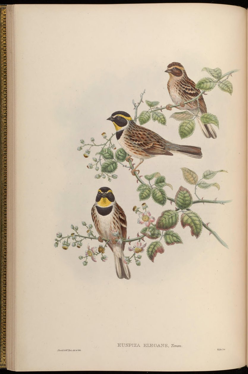 Euspiza elegans = Emberiza elegans von John Gould