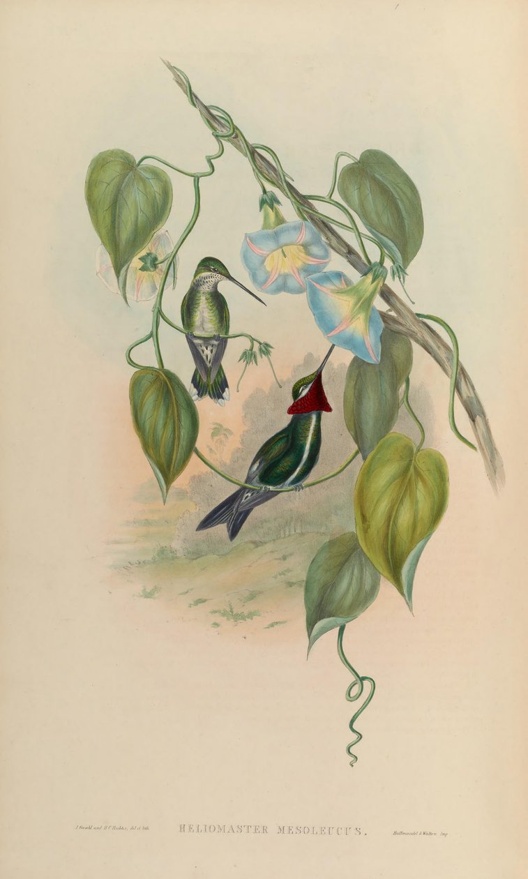 Heliomaster mesoleucus = Heliomaster squamosus von John Gould