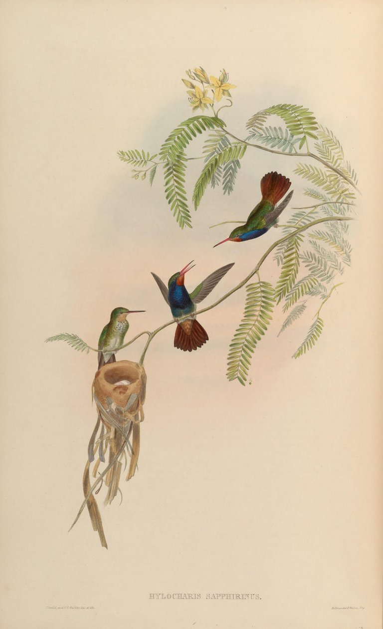 Hylocharis sapphirina von John Gould