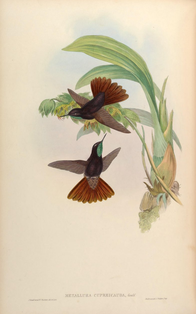 Metallura cupreicauda von John Gould