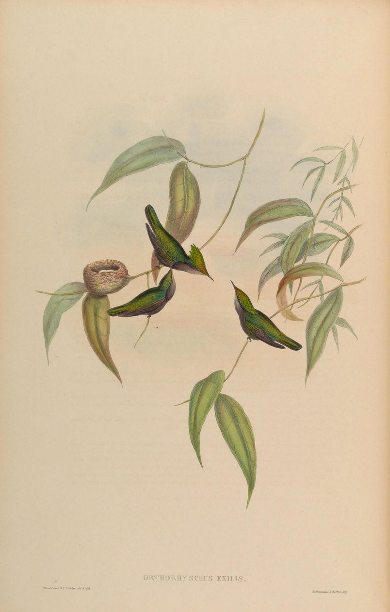 Orthorhynchus exilis = Orthorhynchus cristatus exilis von John Gould