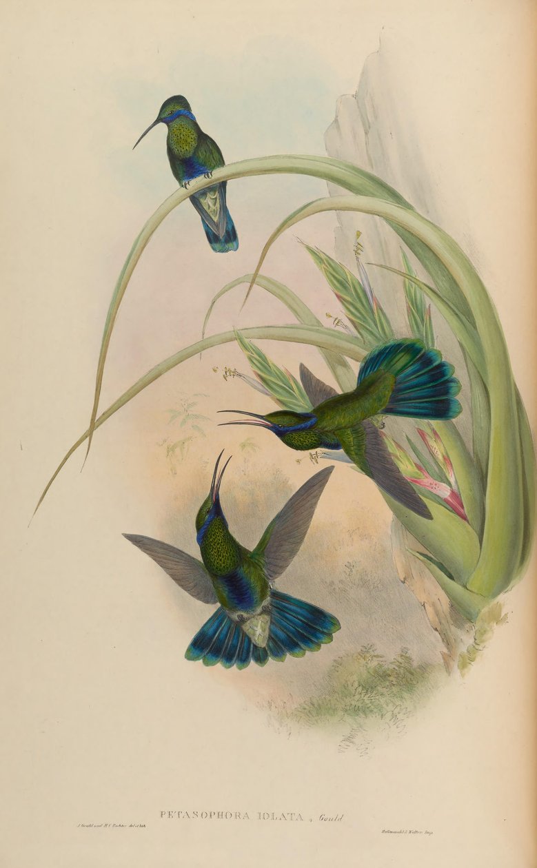 Petasophora iolata = Colibri coruscans iolatus von John Gould