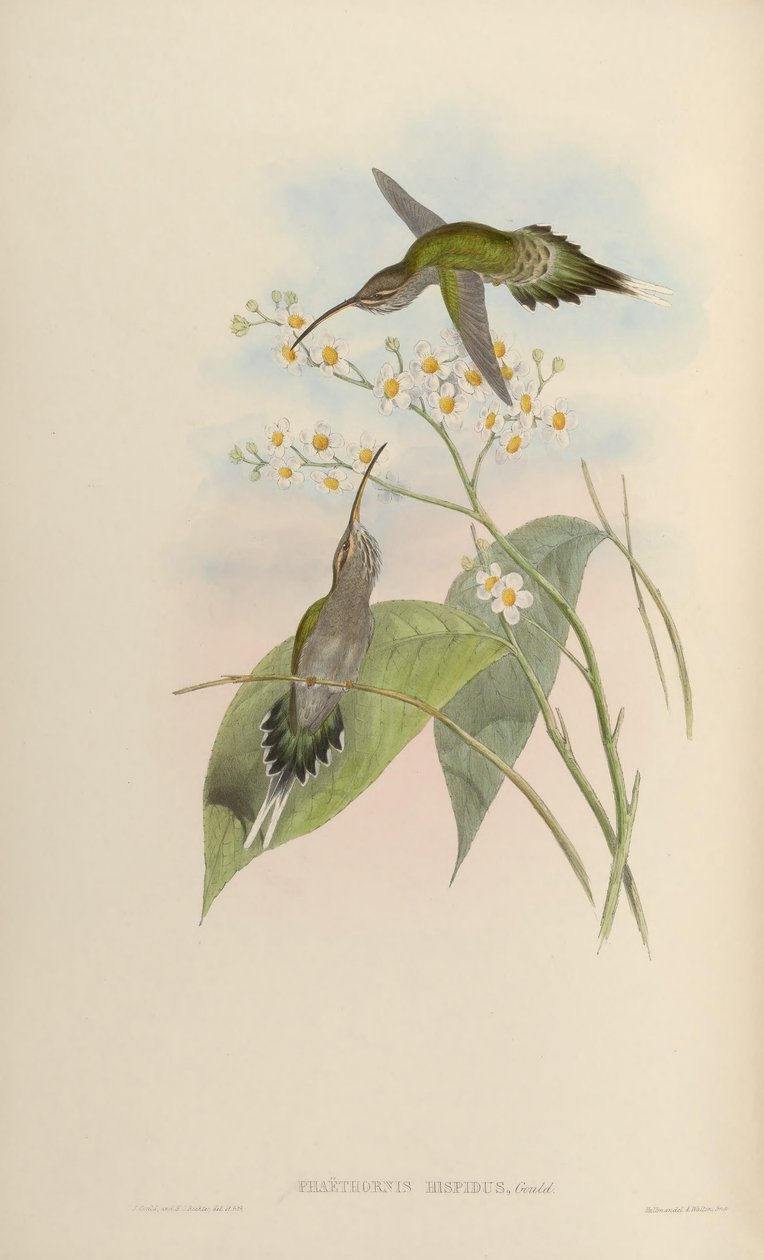 Phaethornis hispidus von John Gould