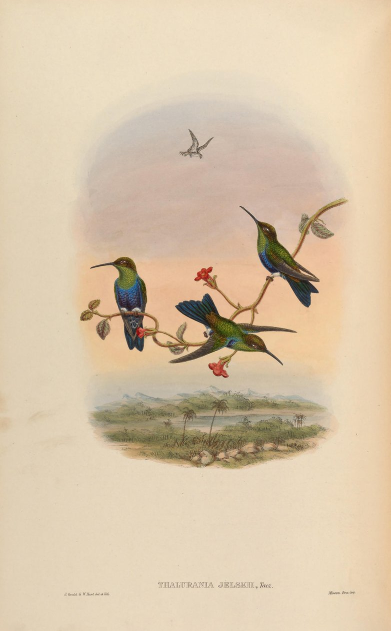 Thalurania jelskii = Thalurania furcata jelskii von John Gould