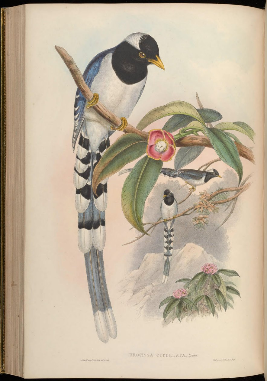 Urocissa cucullata = Urocissa flavirostris cucullata von John Gould