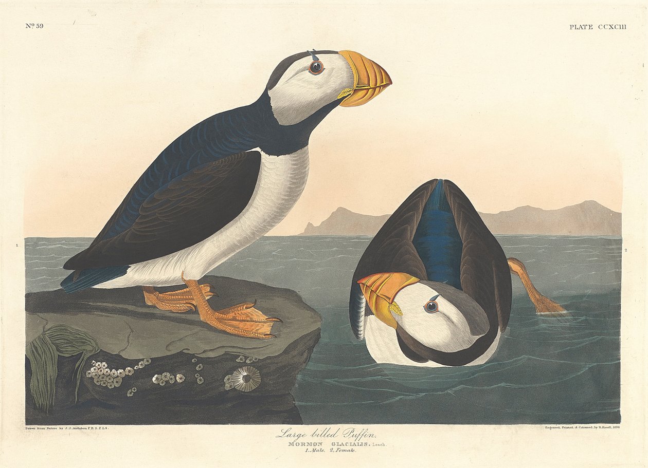 Großschnabel-Lunde, 1836 von John James Audubon