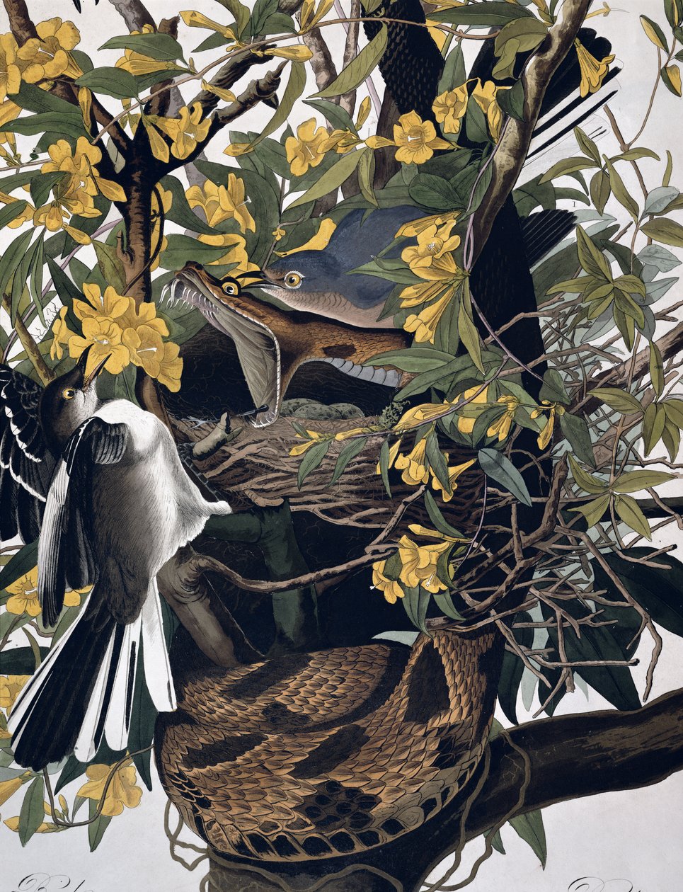 Spottdrosseln und Klapperschlange, aus Birds of America, graviert von Robert Havell (Detail) von John James Audubon