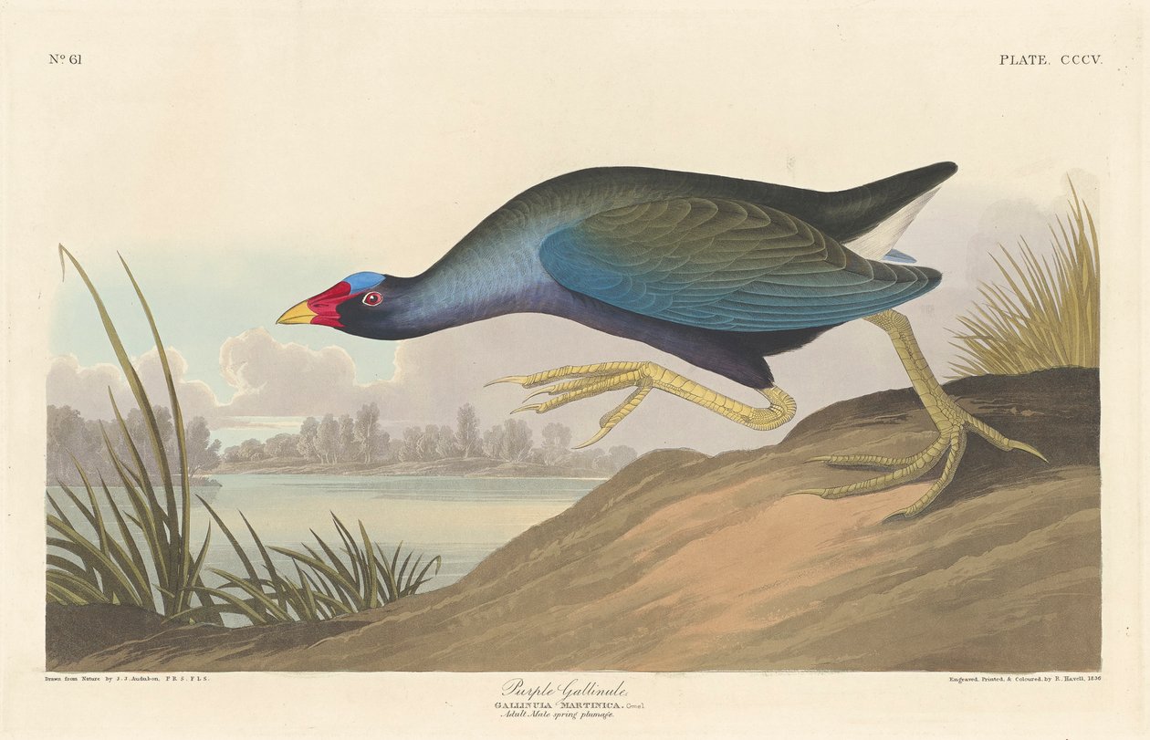 Purpurhuhn, 1836 von John James Audubon