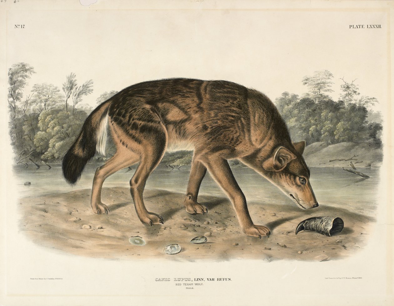 Roter Texanischer Wolf (Canis Lupus), 1845 von John James Audubon