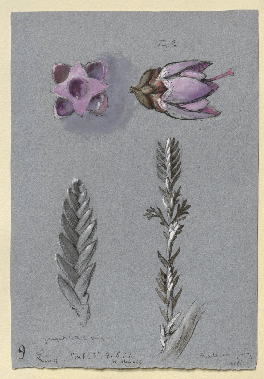 Vier Studien von Ling, wahrscheinlich 14. September 1869 von John Ruskin