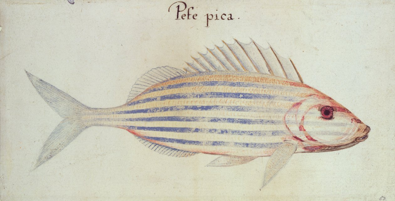 Blau gestreifter Grunzerfisch von John White