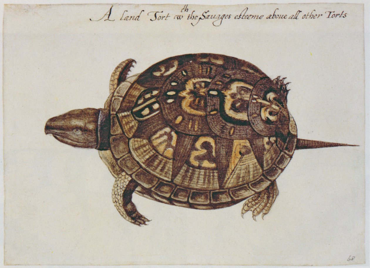 Gemeine Landschildkröte (Lithographie) von John White